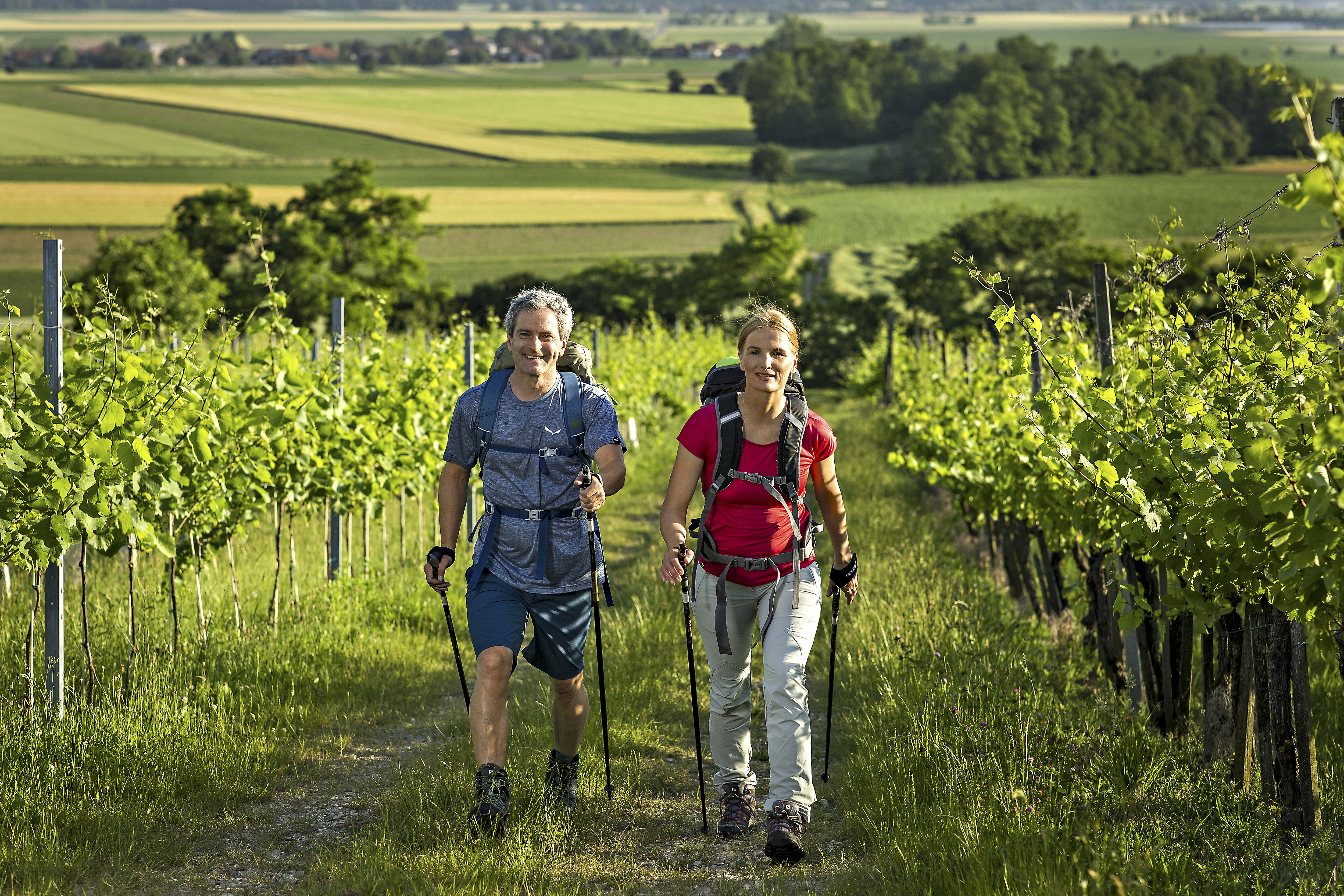 Pohodnik in pohodnica v pohodniški opremi hodita med zelenimi vinogradi