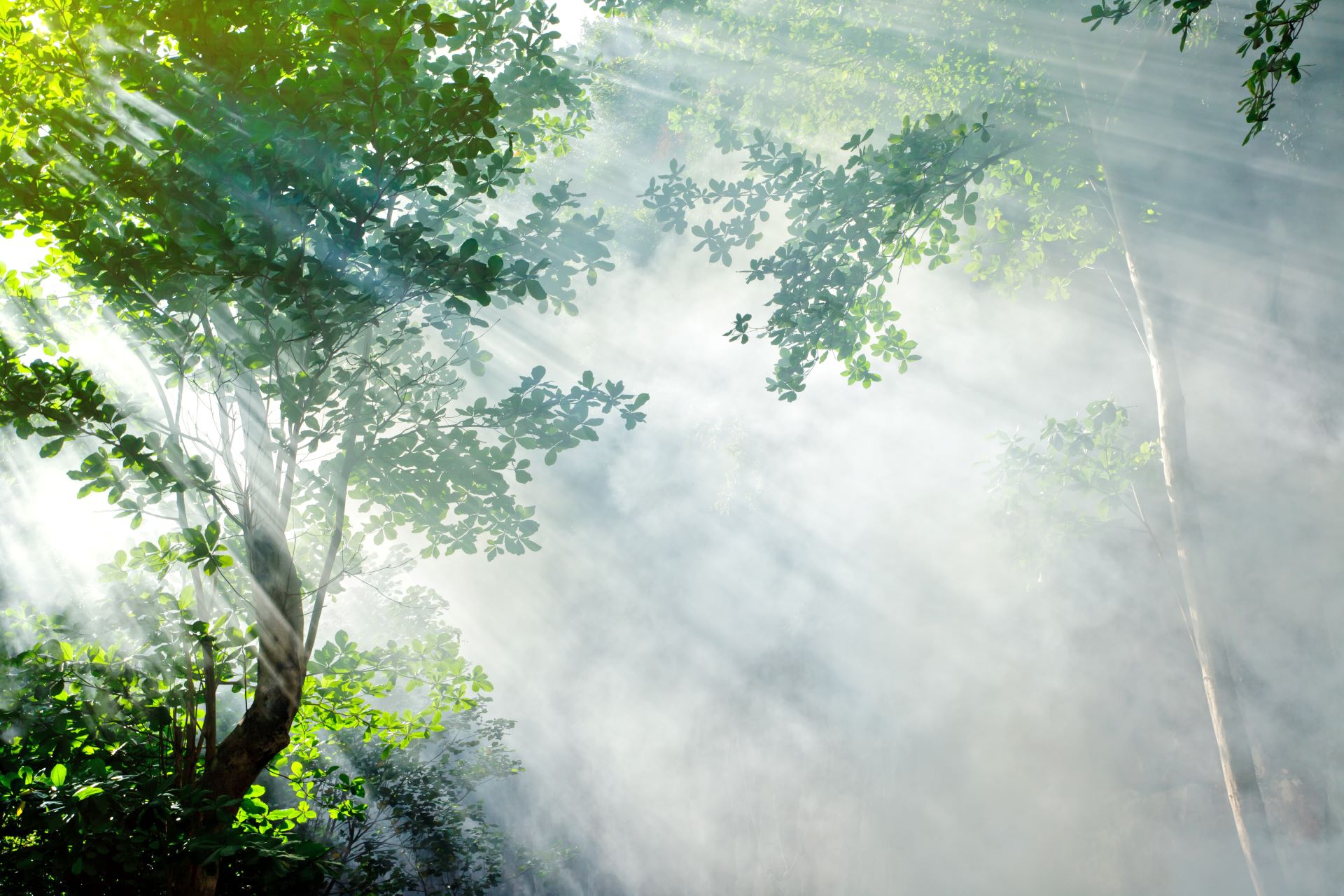 Sunlight streaming through the trees in a lush green forest.